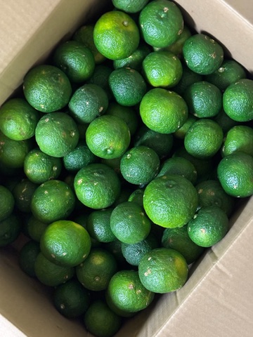 青柚子の入荷!!