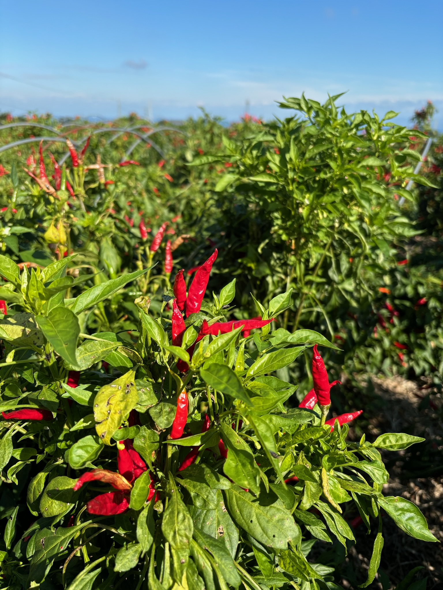 赤唐辛子摘み🌶️