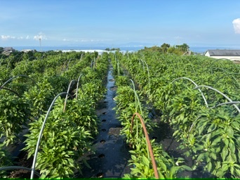 唐辛子畑の様子