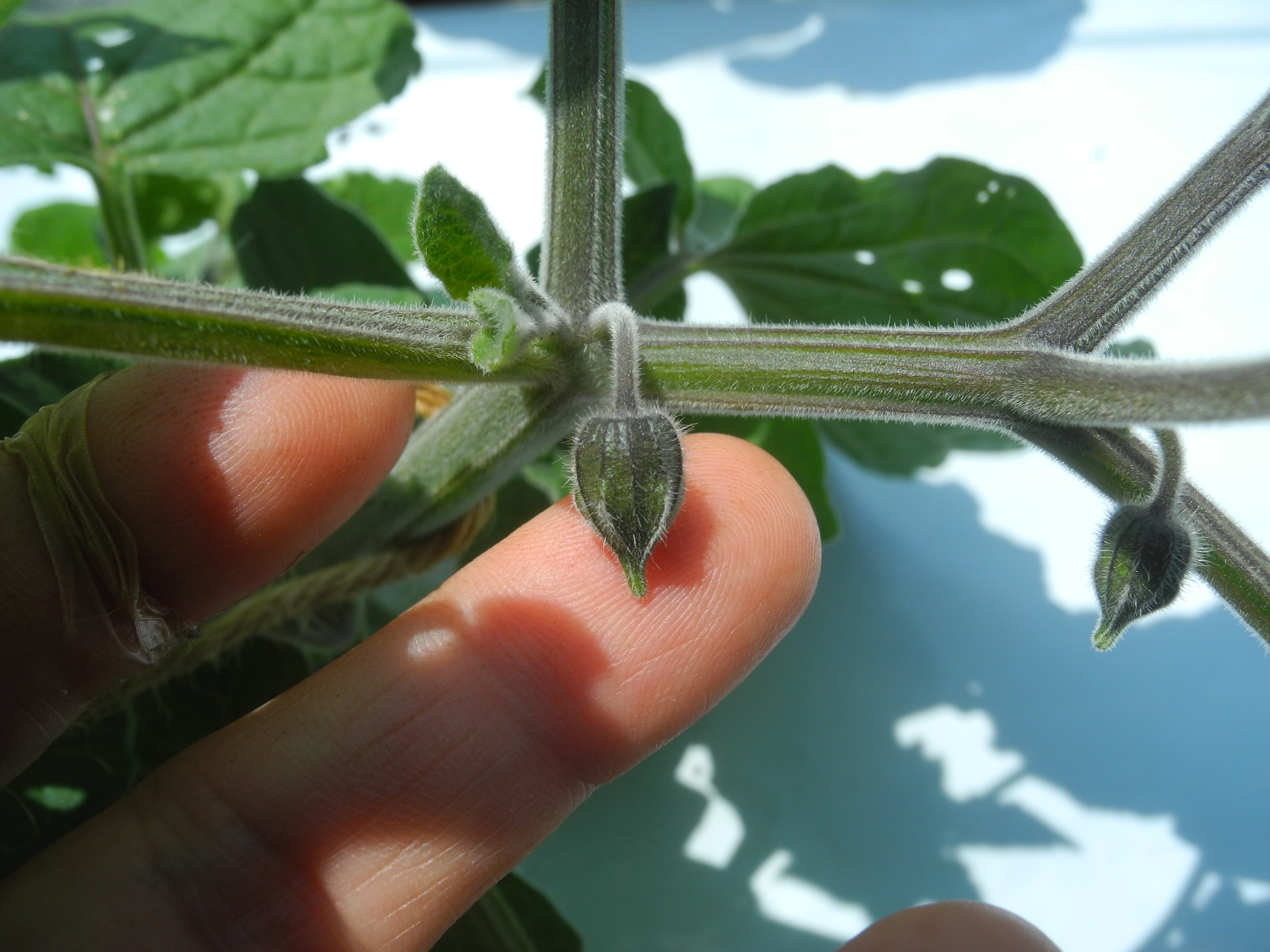 つぼみから・・・「食べる宝石」ほおずきのお花が咲きました！