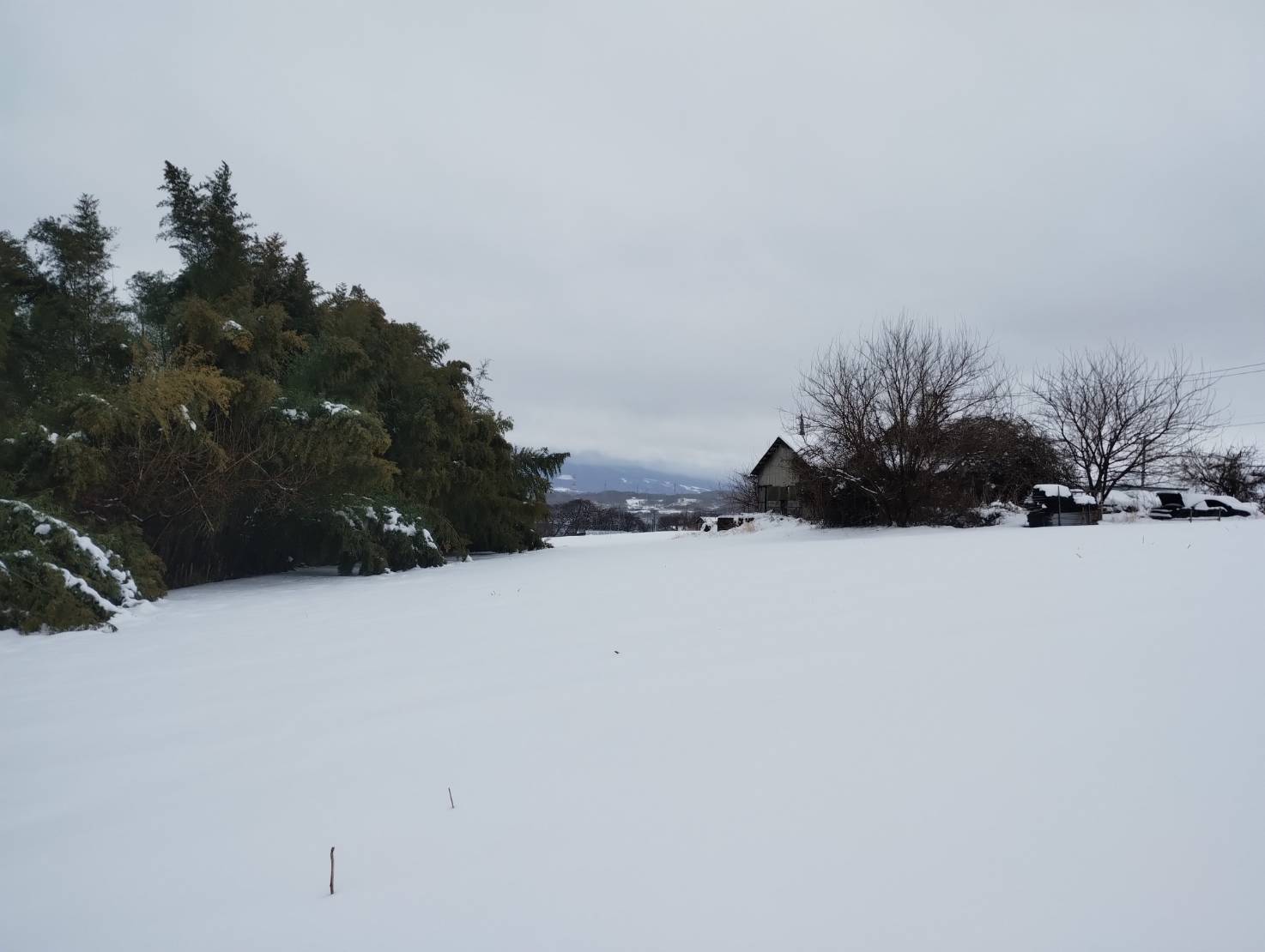 ３月の雪