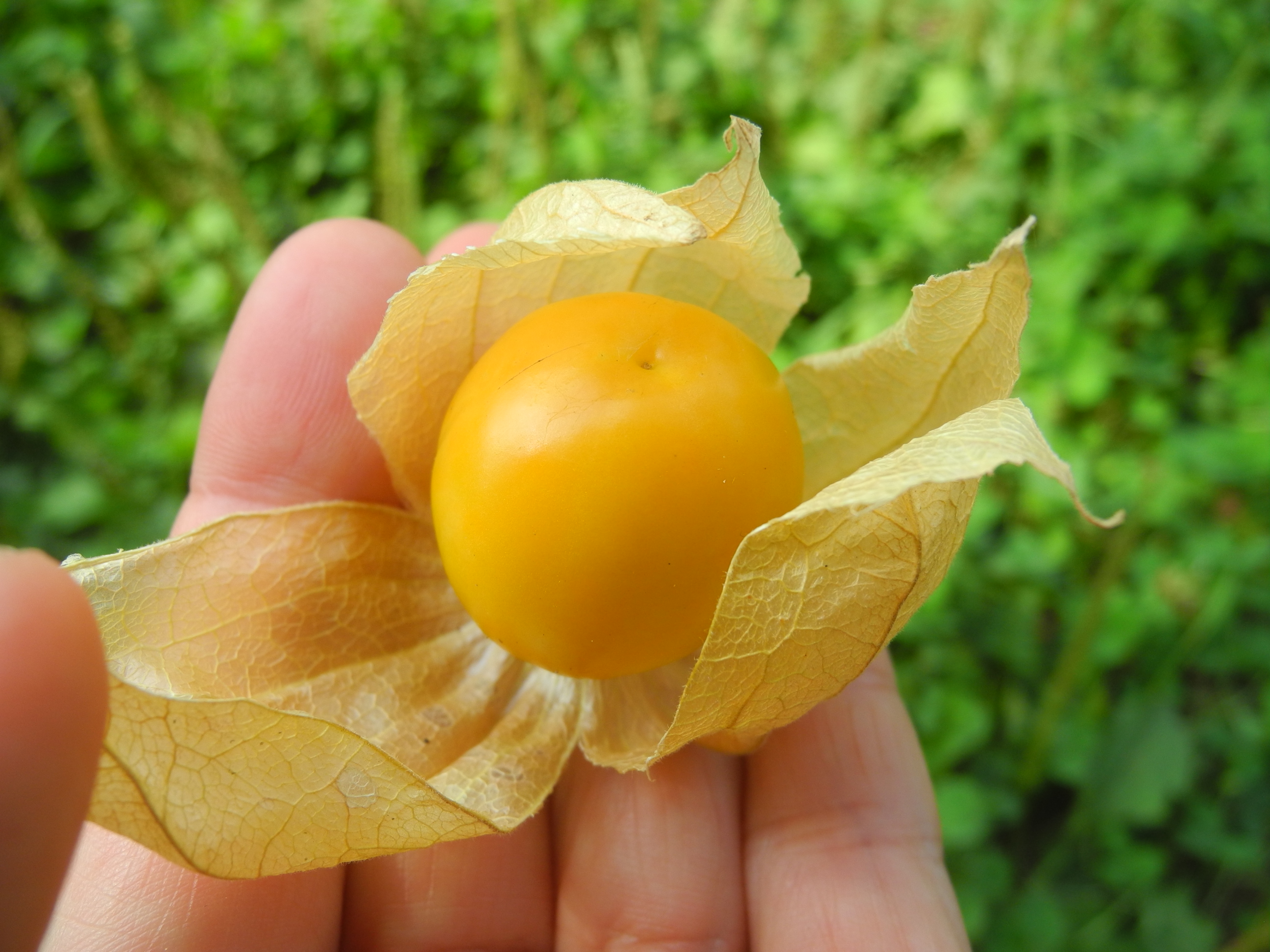 「食べる宝石」ほおずきの収穫・出荷スタート　そして現状報告