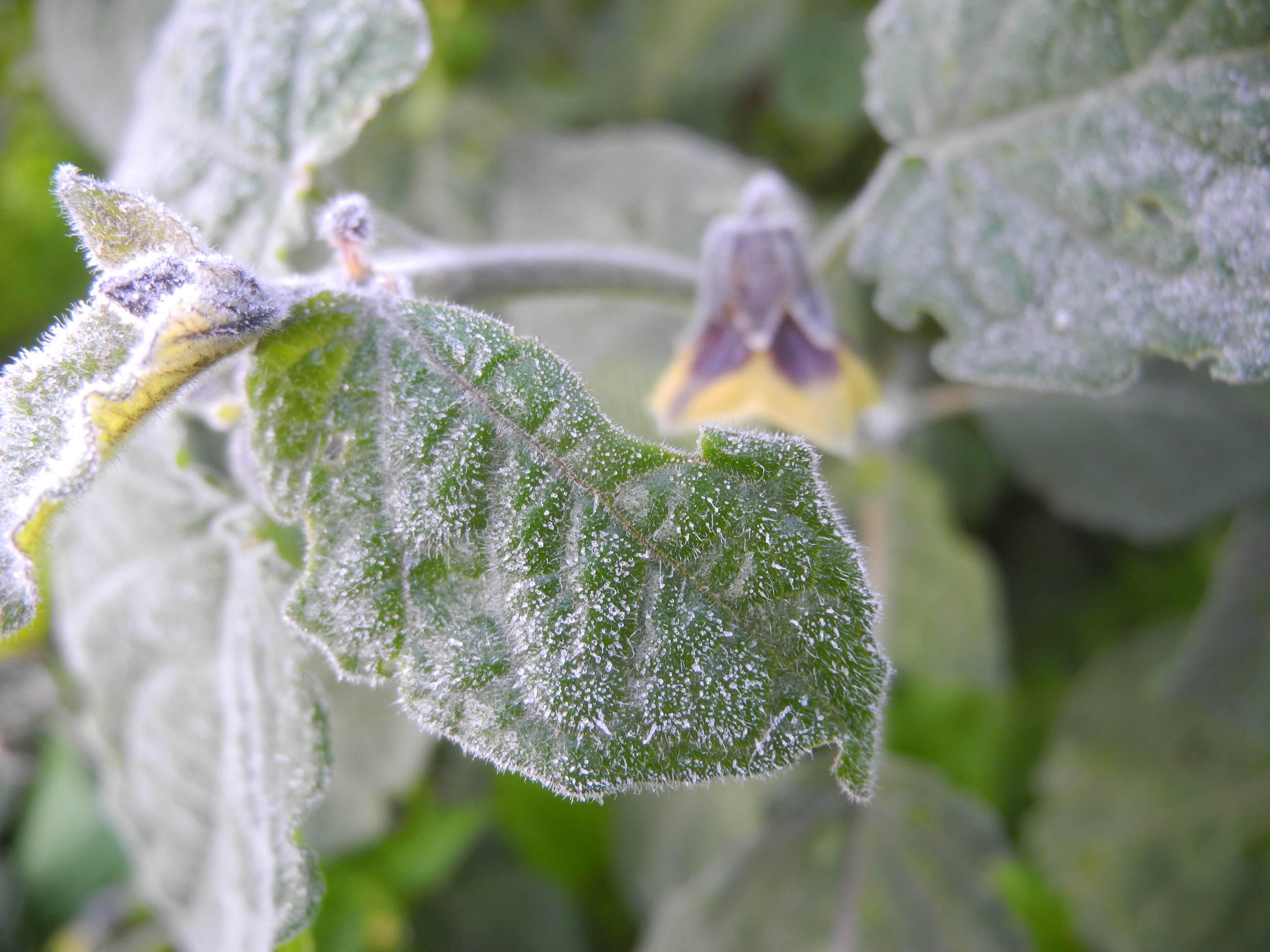 「食べる宝石」ほおずきシーズン、終盤へ