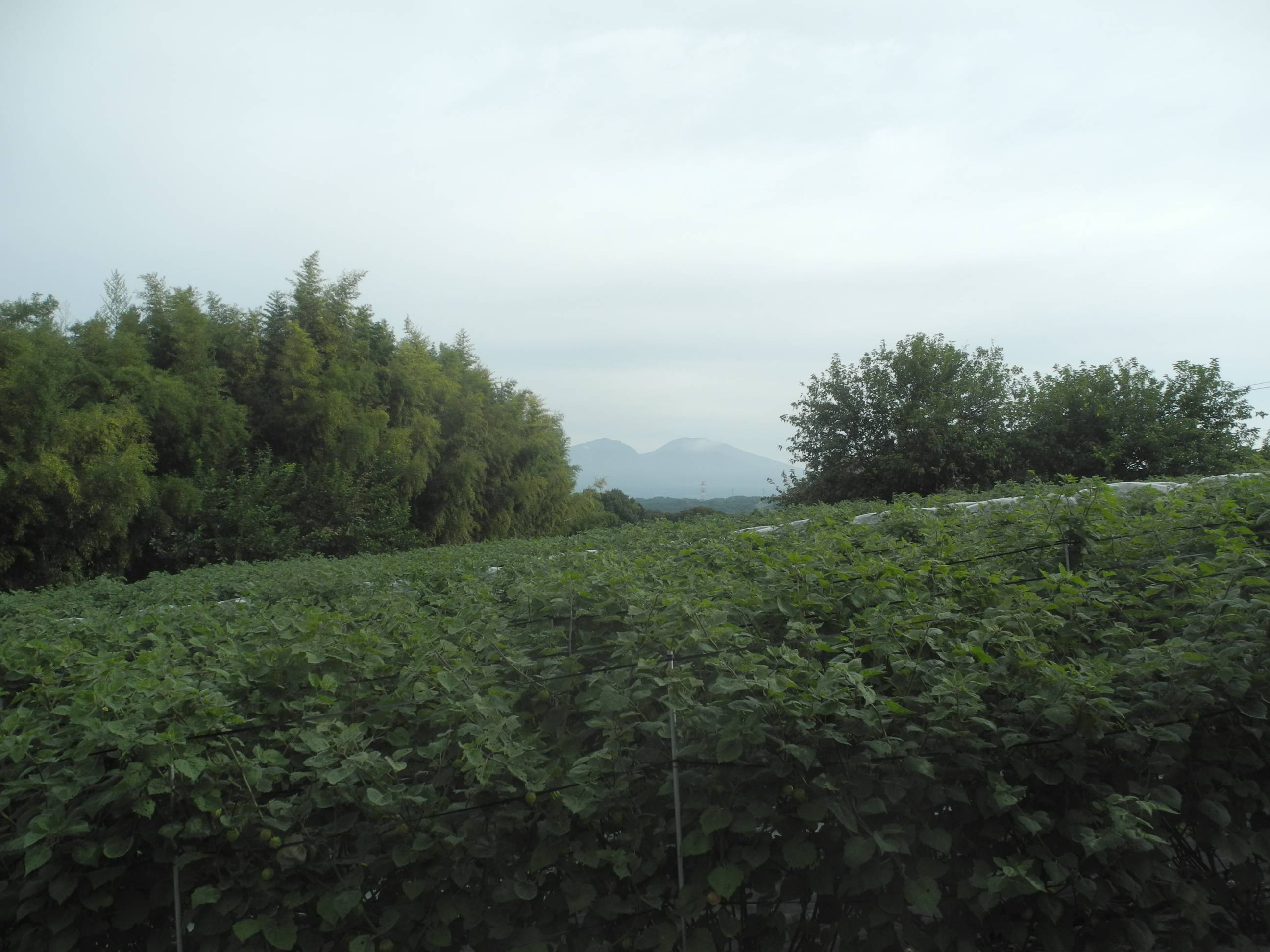 すっかり希少になった「食べる宝石」を守り、大切な皆さまへお届けするためにしていること