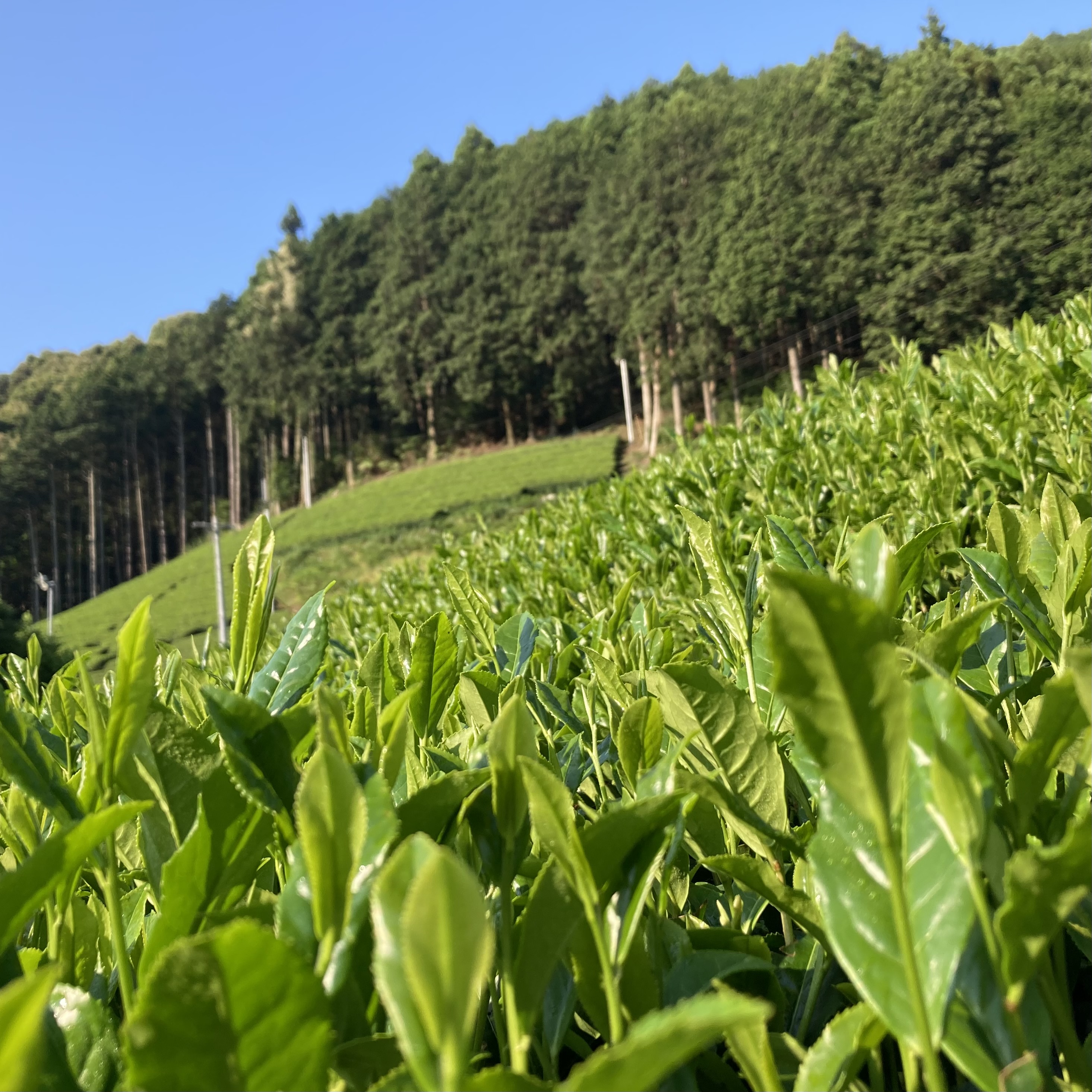 二番茶、はじめました