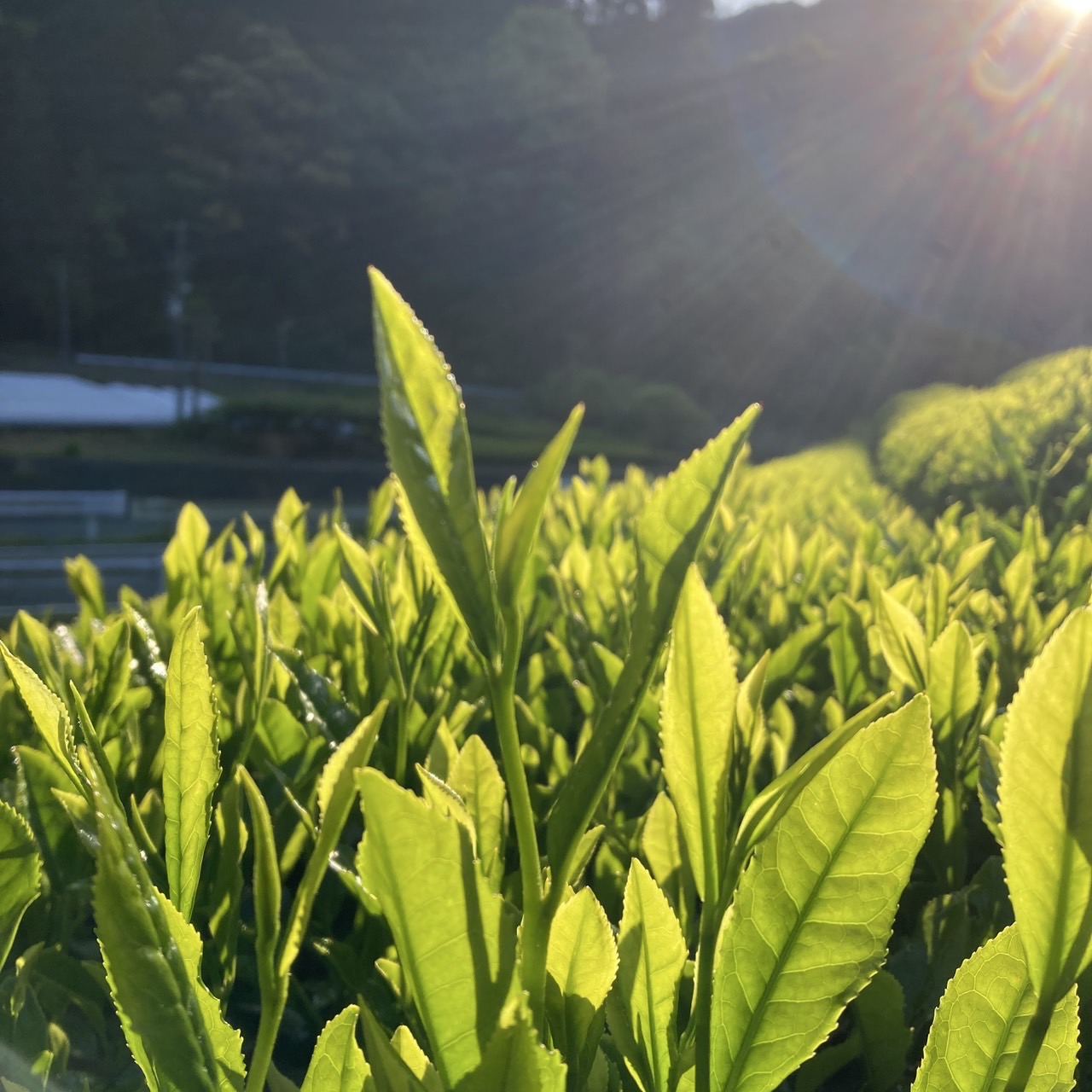 今日は八十八夜