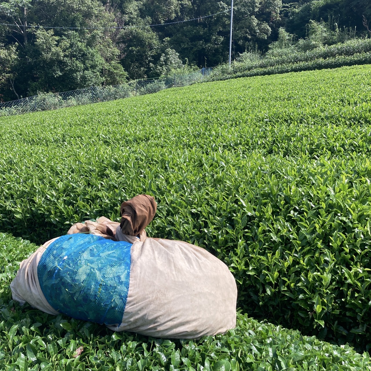 二番茶、はじまりました。