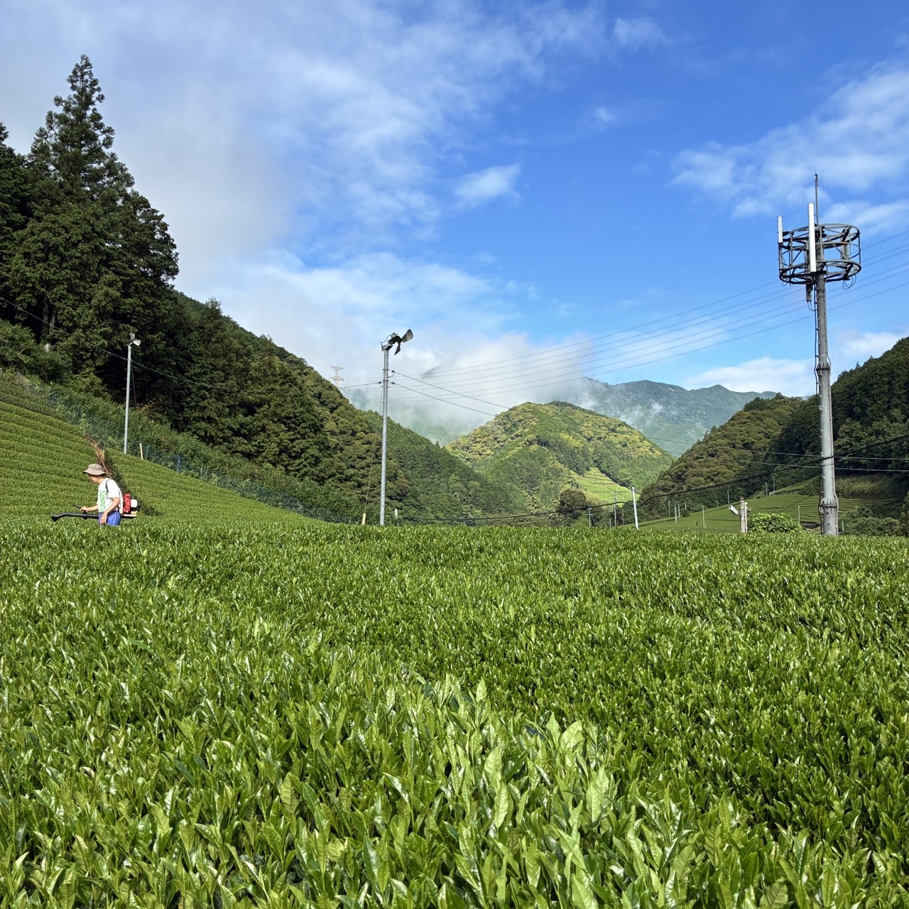 二番茶の摘菜が始まりました