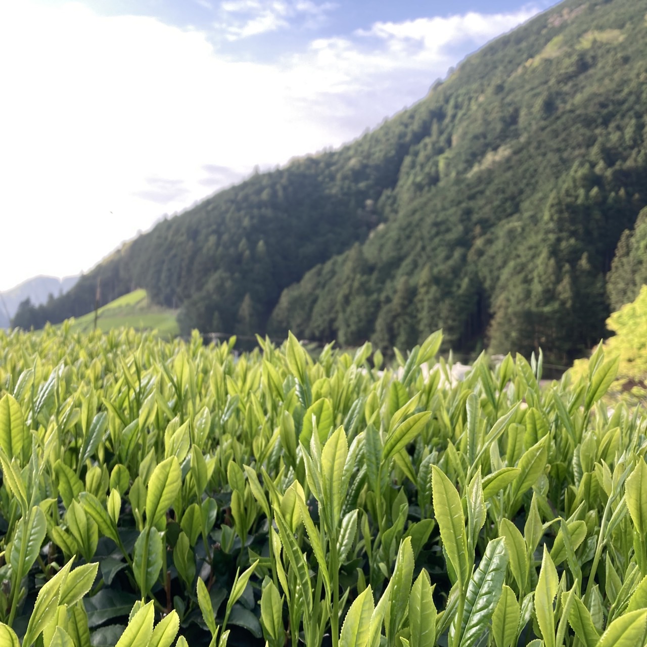 特上新茶〈SPECIAL〉数量限定で販売開始です！