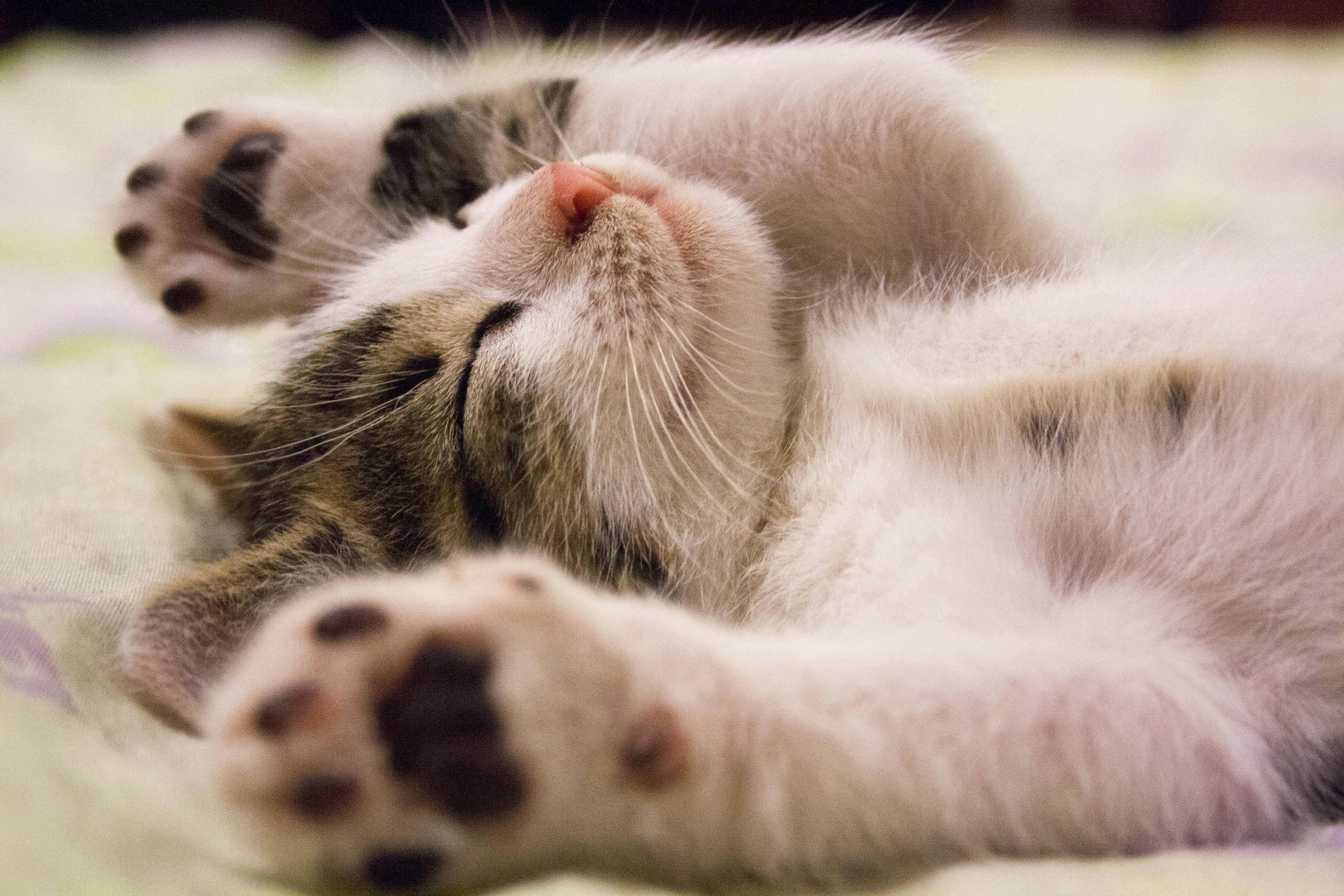 【猫の豆知識】猫の寝姿には意味がある！人気のポーズ＆その気持ちを徹底解説！