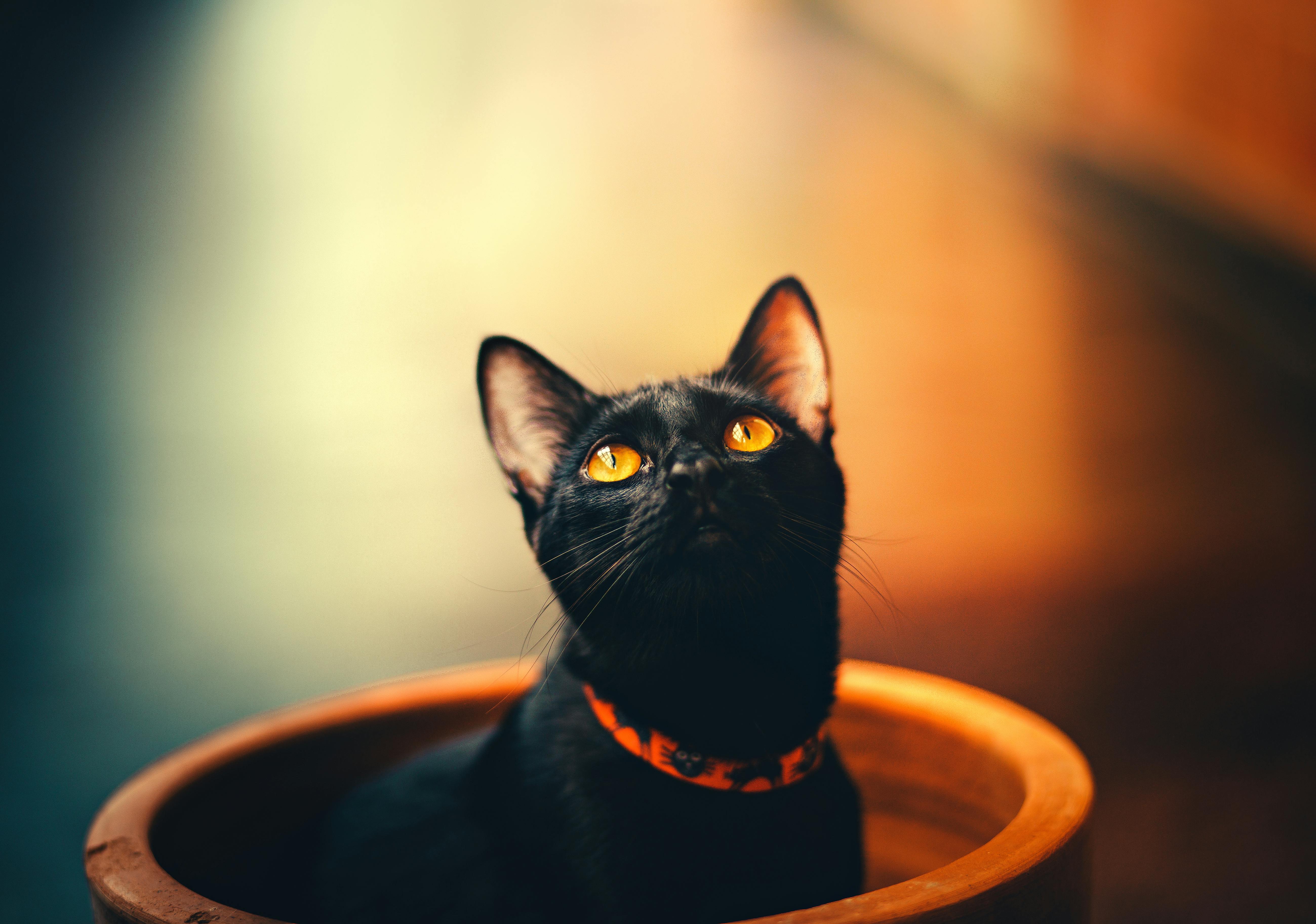 【猫好き必見】黒猫は幸運の象徴？世界に伝わる吉祥ストーリー