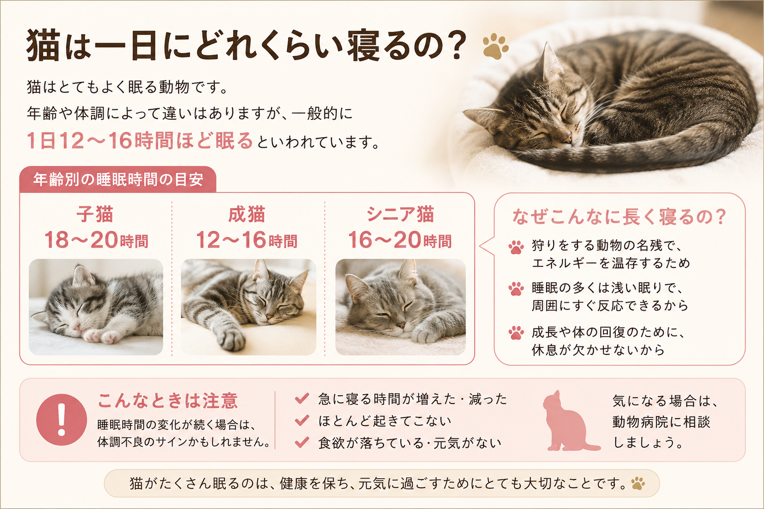 【猫の豆知識】猫は一日にどれくらい寝るの?どうしてそんなに寝るの?