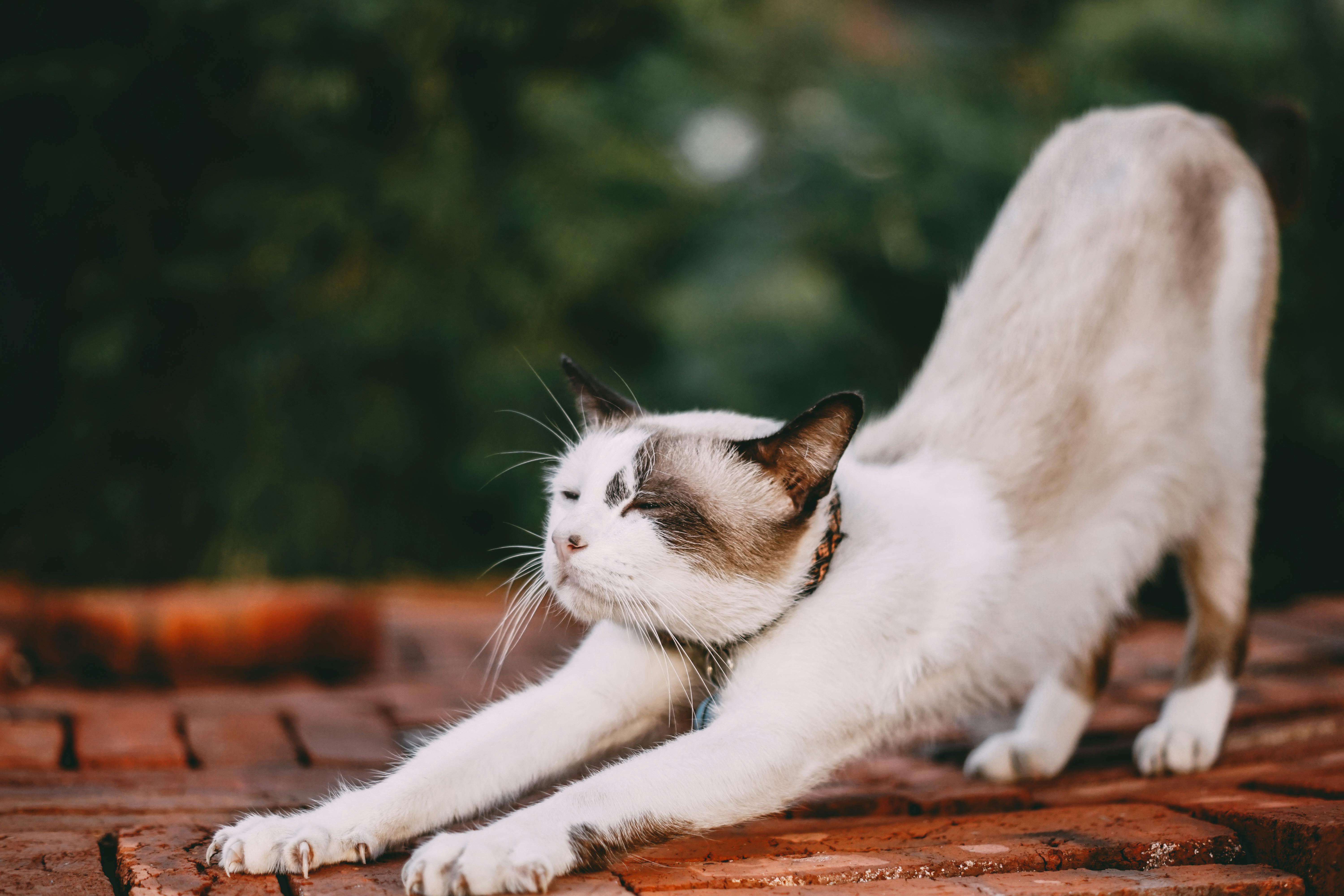 【猫の豆知識】猫の秘密を大公開！あなたが知らない5つのこと 🐾