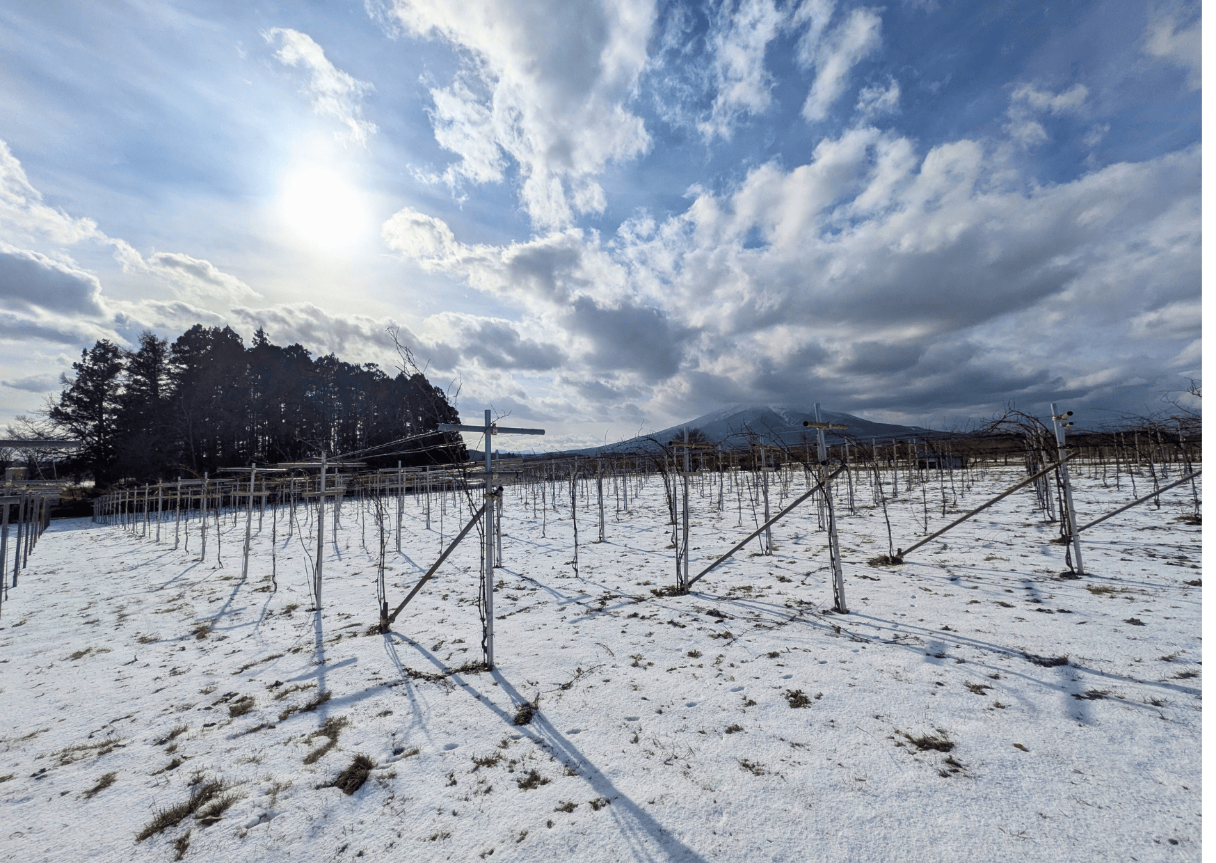 畑に雪のじゅうたんが敷かれました。