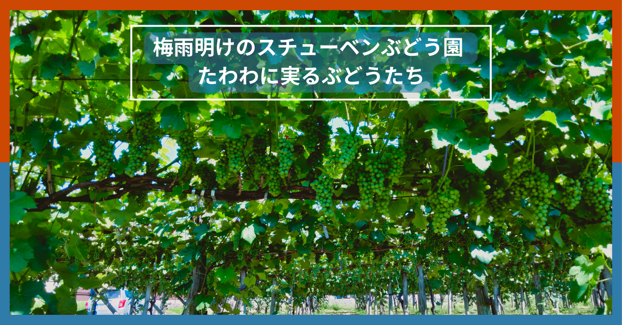 津軽の雫ぶどうジュース間近！夏の太陽を浴びるスチューベンの楽園。
