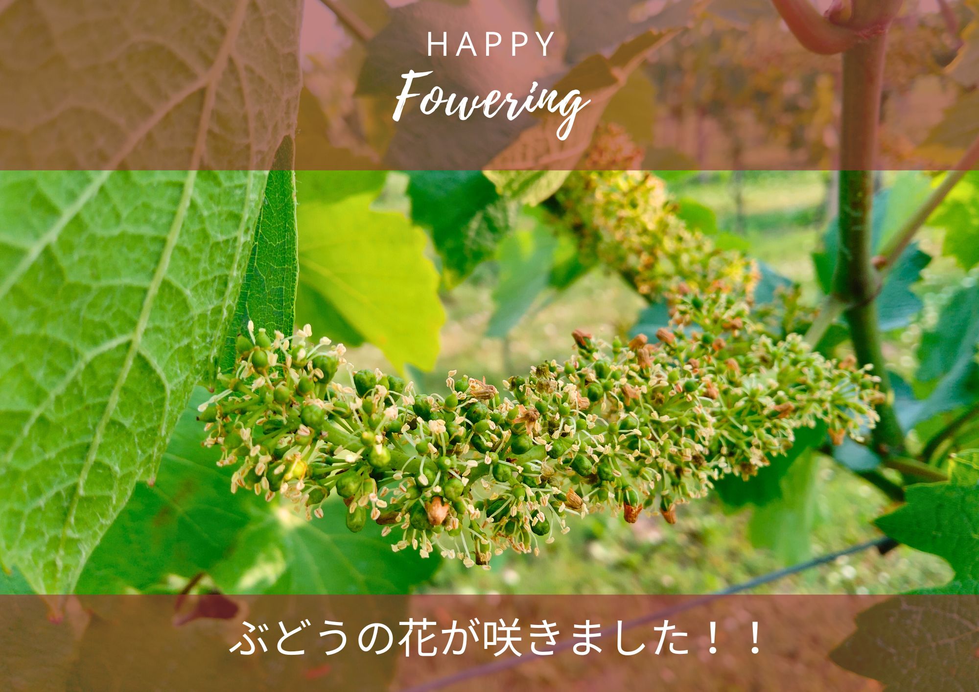 ぶどうにも花が！！そして実りへ。