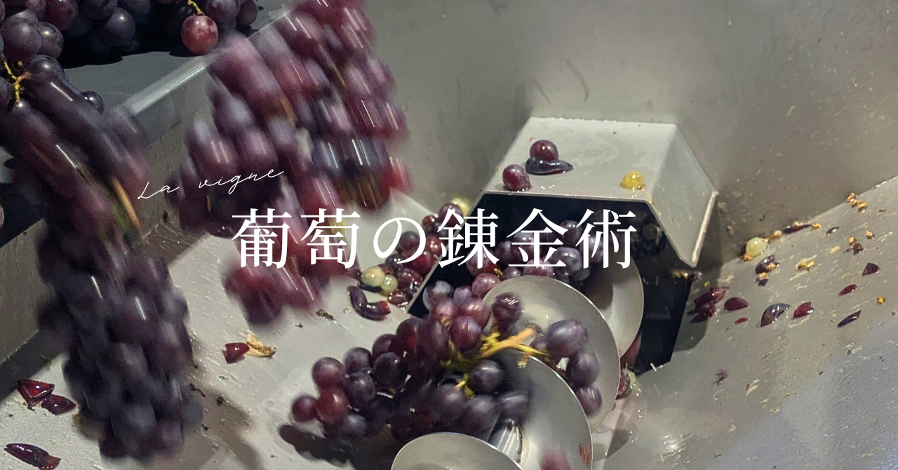 葡萄からジュースに変わる第一歩 (スチューベン)