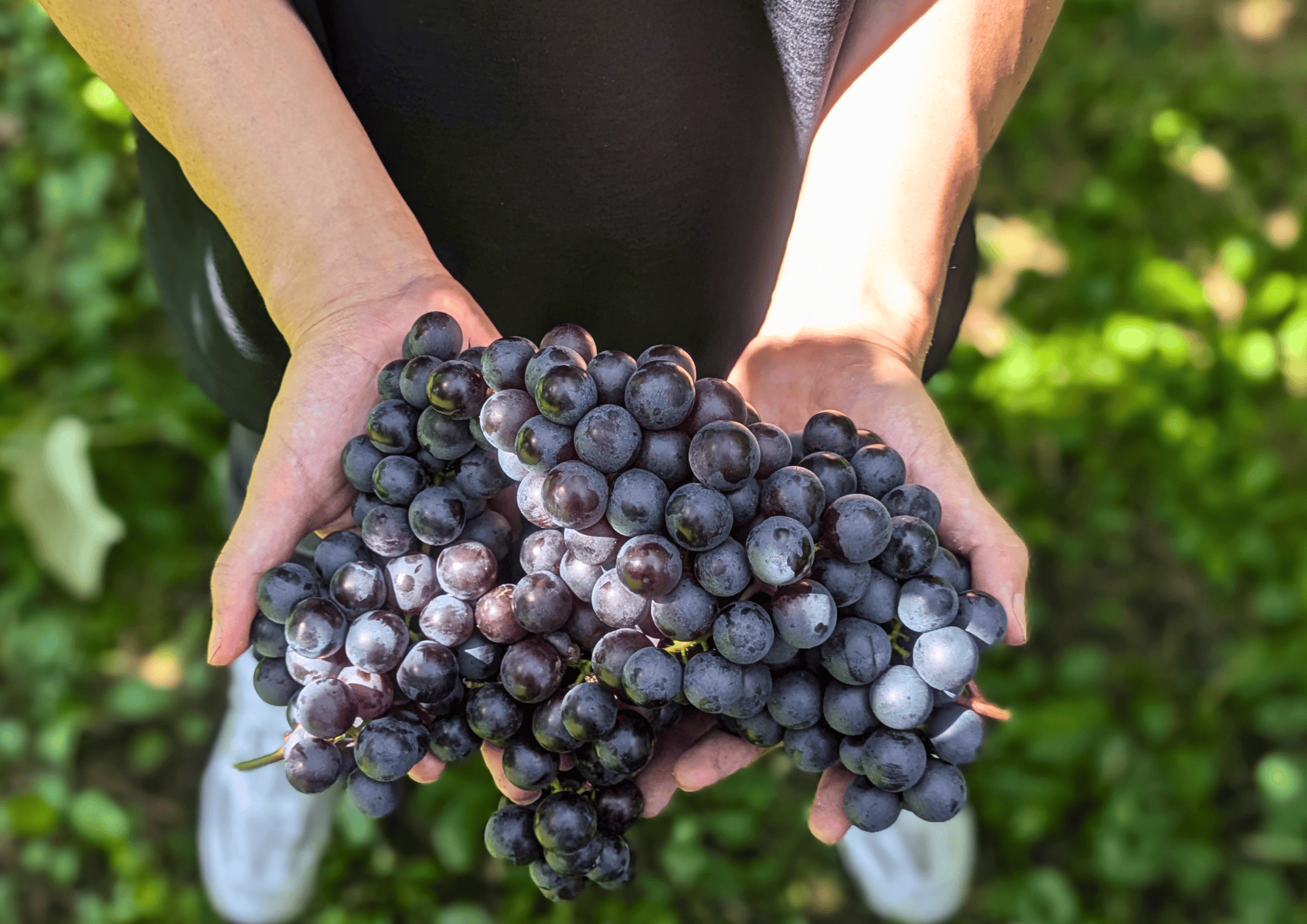 収穫できることの喜び