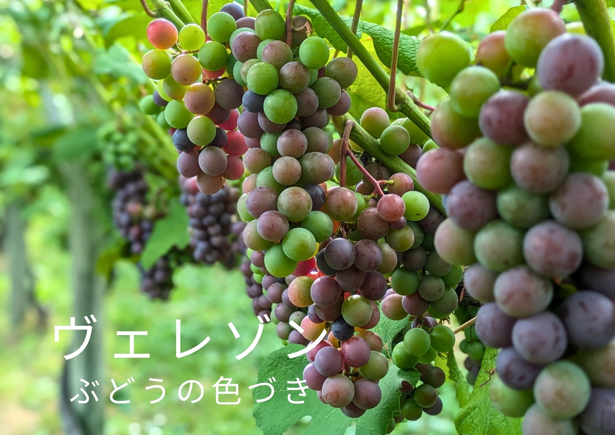 スチューベン、ヴェレゾンから始まる収穫の秋