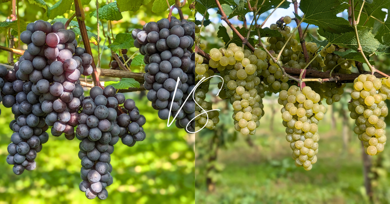 スチューベン vs ワインぶどう-ぶどうの品種の違いとは
