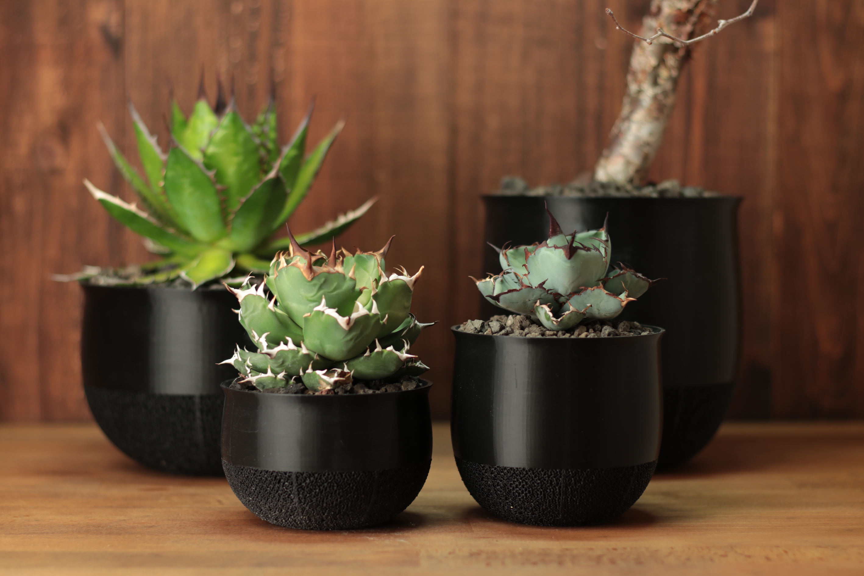 3Dプリンター製の植木鉢でアガベ育成！おしゃれで機能的な鉢の選び方