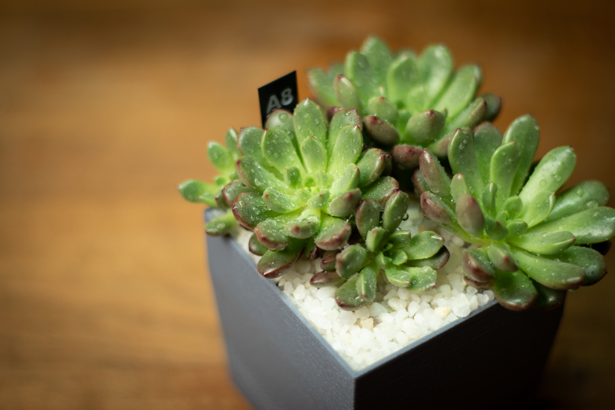 忙しい女性にもおすすめ｜ピンクルルビーで植物のある暮らしを始めよう