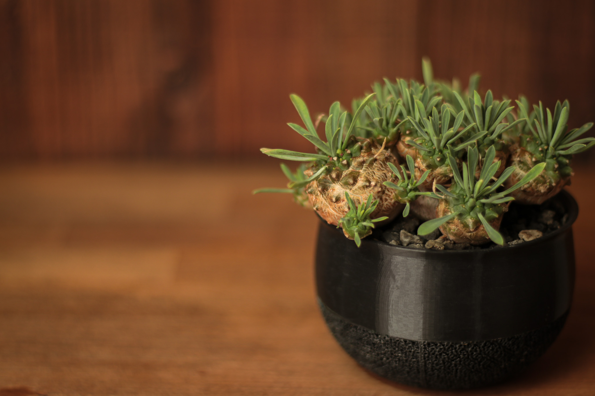 【多肉植物デビュー】ユーフォルビア峨眉山で癒しのインテリアを作ろう