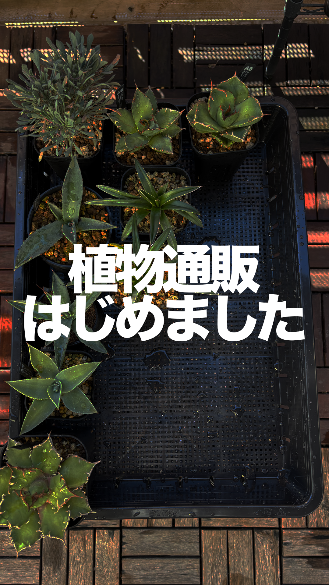 希少な観葉植物や塊根植物をメルカリで販売開始！特典あり