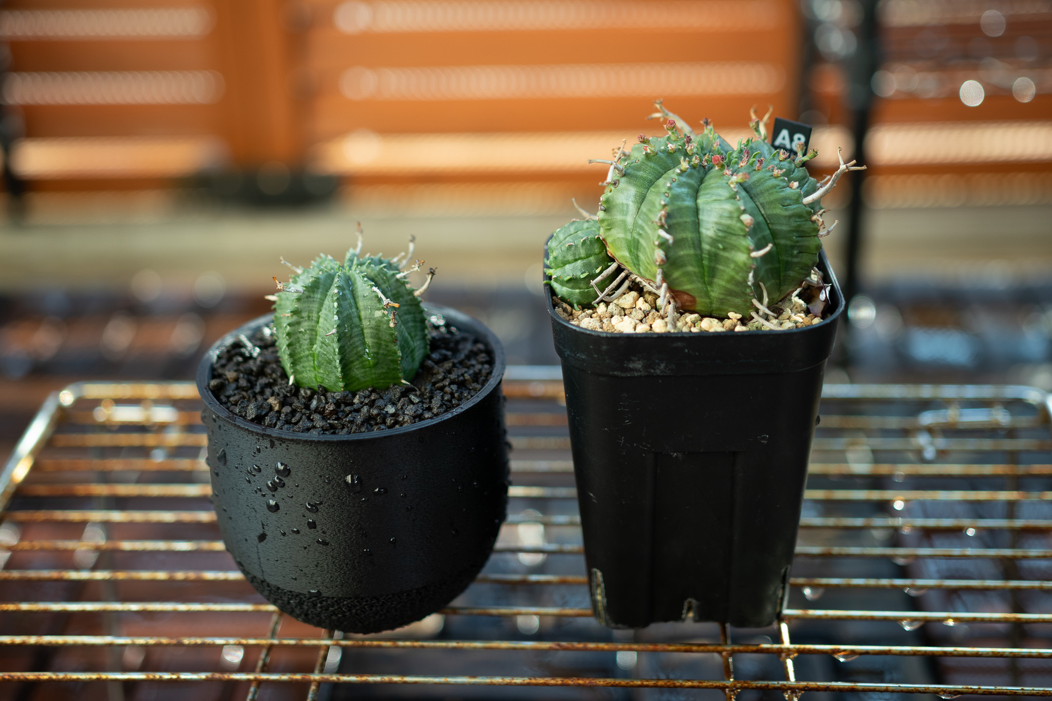 塊根植物初心者におすすめ！ユーフォルビア・バリダの育て方ガイド
