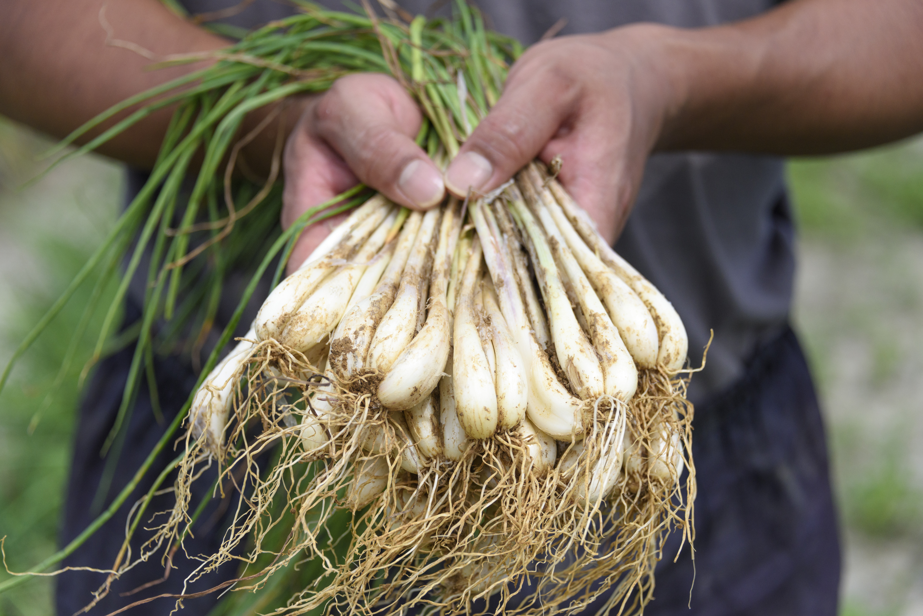 島らっきょうとは？沖縄の畑から食卓へ