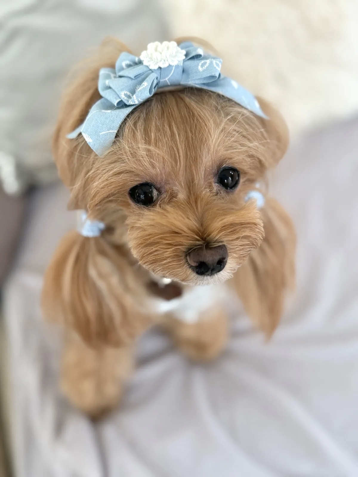 お客様着用ページ掲載は終了しました