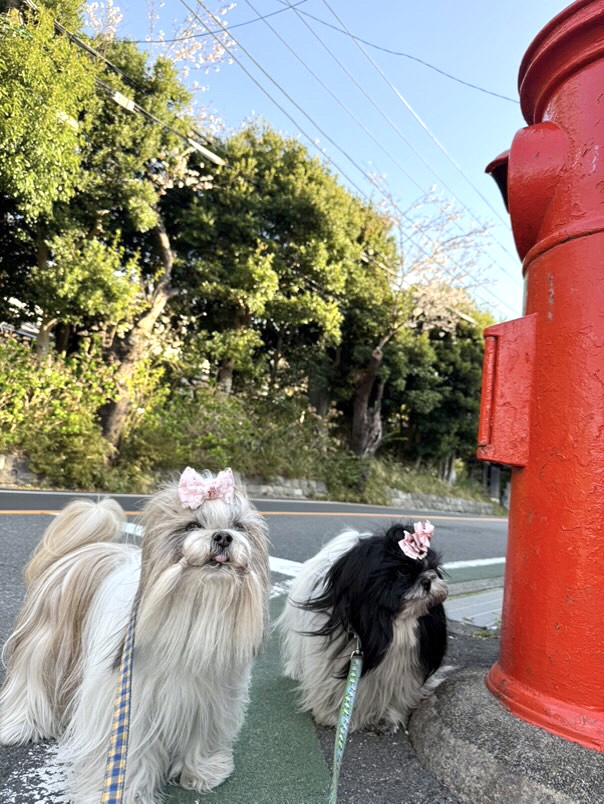 新しくゆうパケットポストが追加されました。