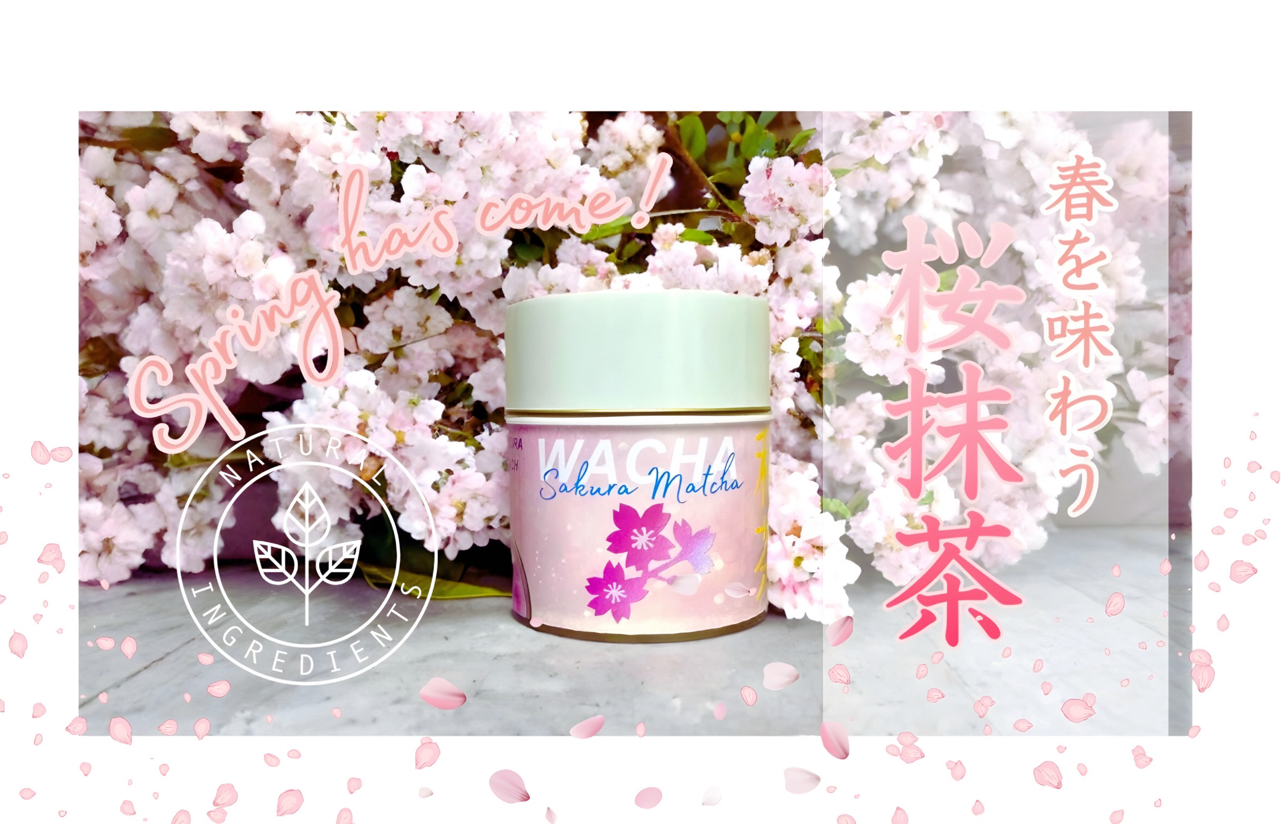 SAKURA MATCHA: A luxurious springtime experience🌸