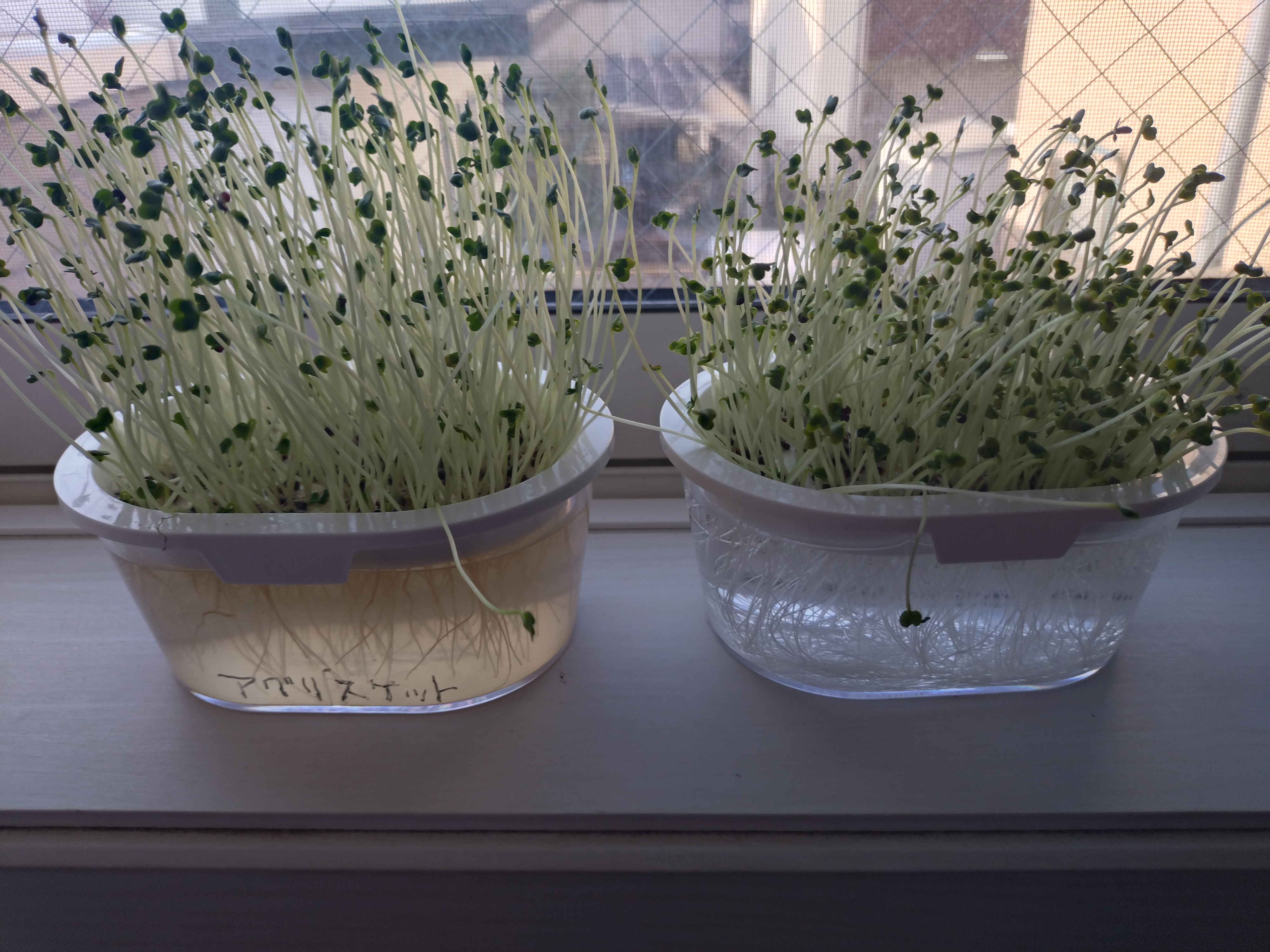 アミノ酸資材は生殖生長を弱くするのか?