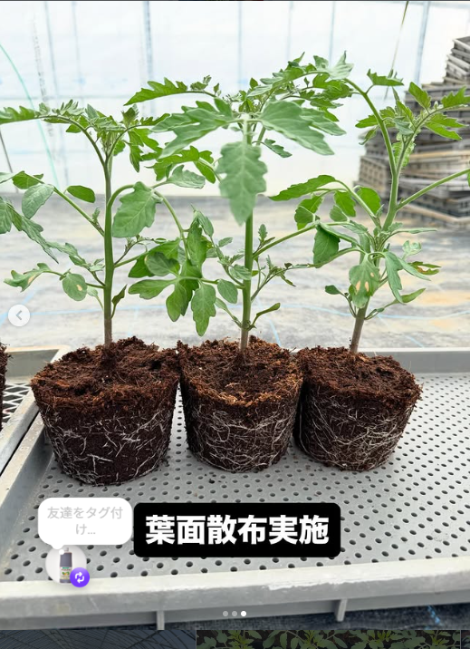 アミノ酸の葉面散布