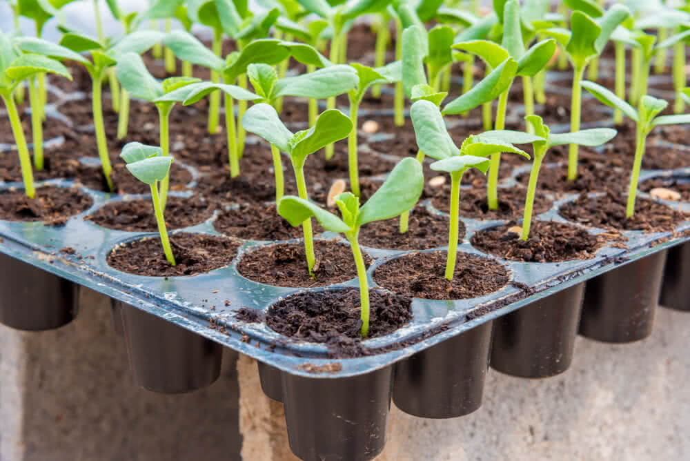 良い苗とはなにか?