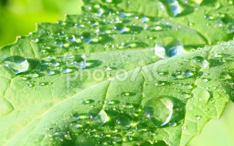 アミノ酸肥料の葉面散布 効果と使い方