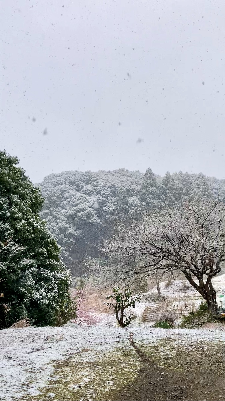 すごい雪☃️