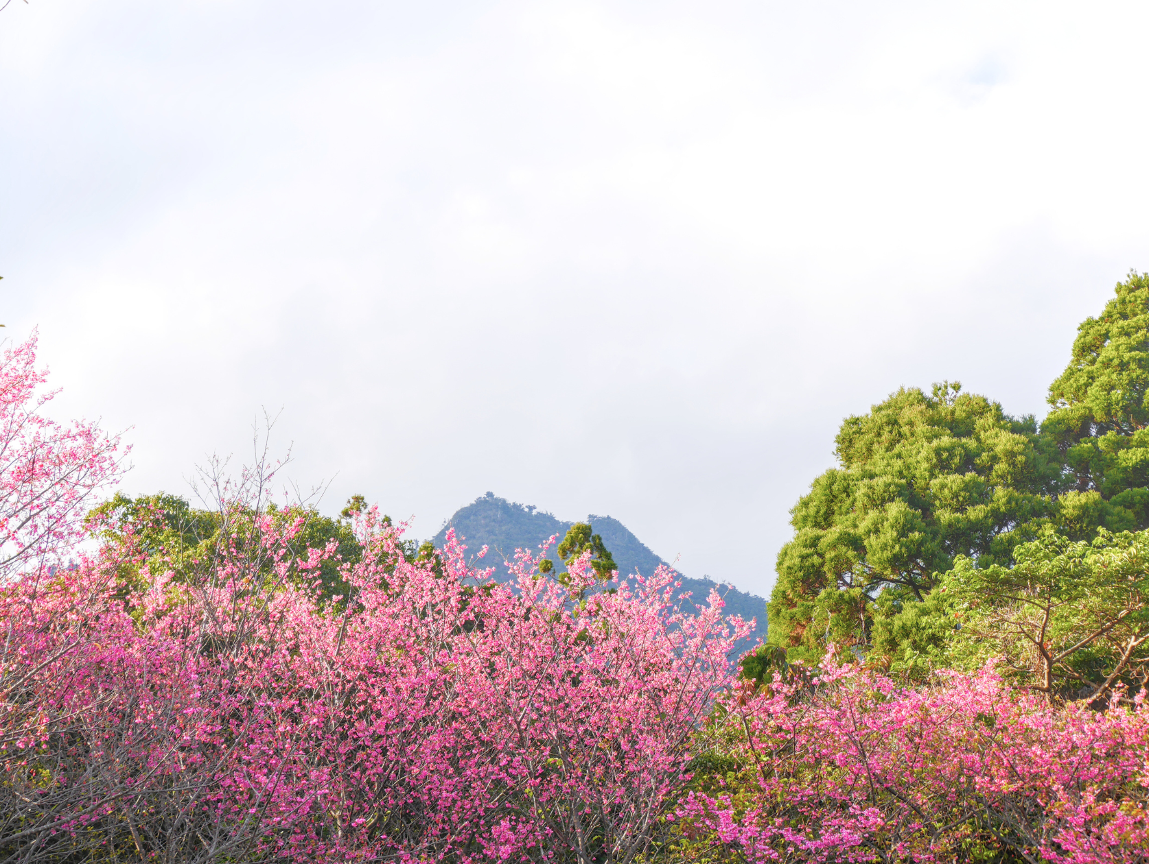 【やくしま日記】2月の屋久島