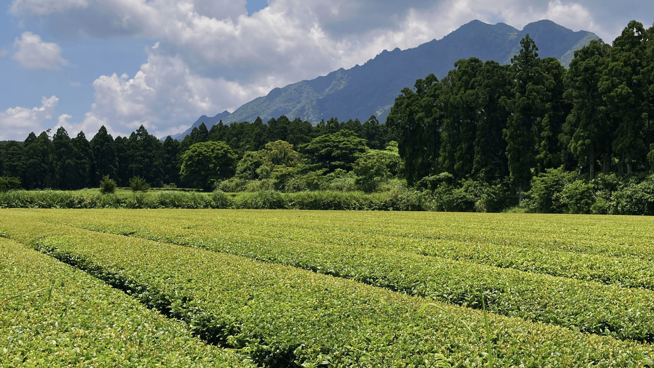【やくしま日記】初夏の気配を感じる屋久島の5月