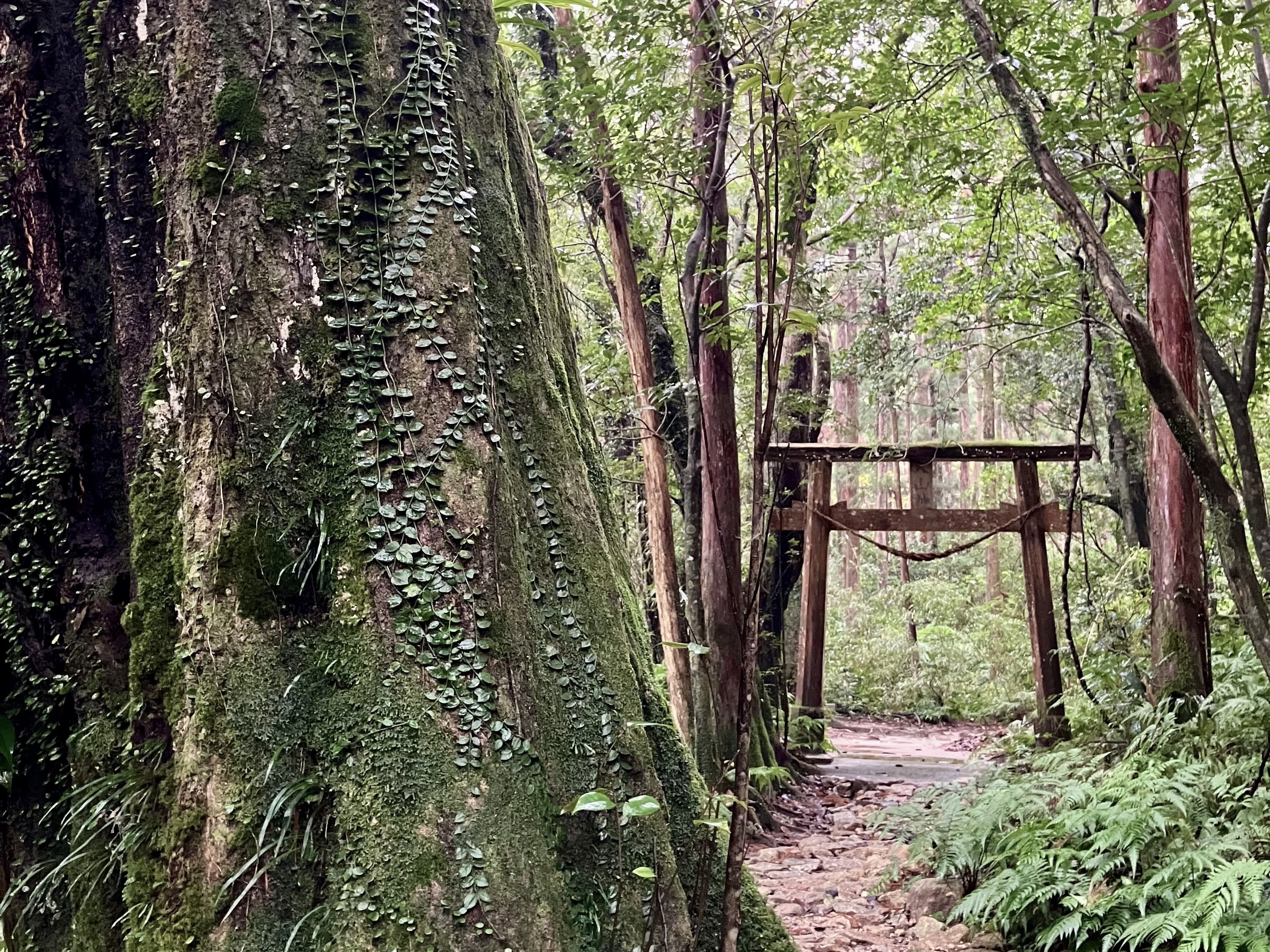 【やくしま日記】屋久島の年越し