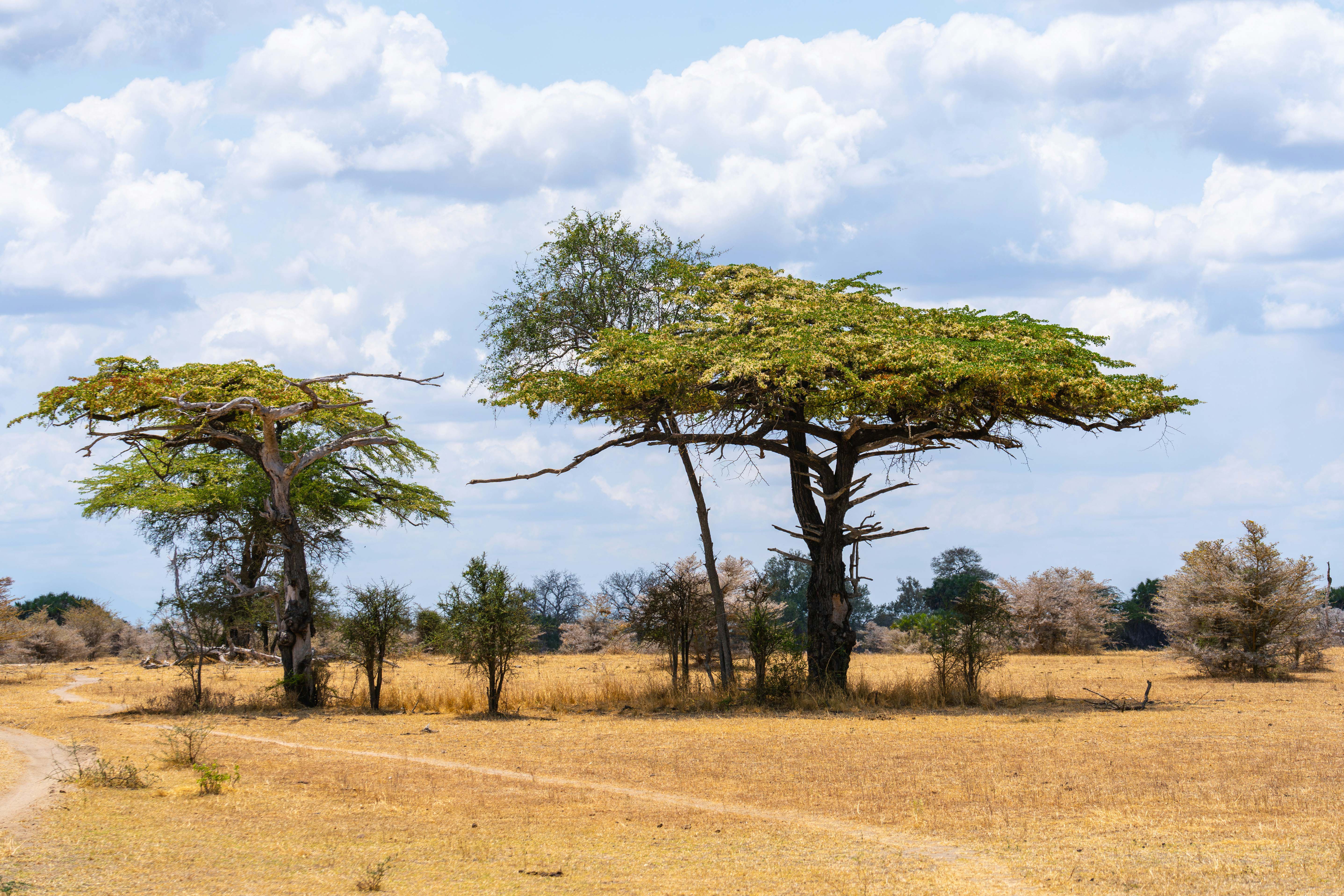 新しいコーヒー豆に切り替わりました