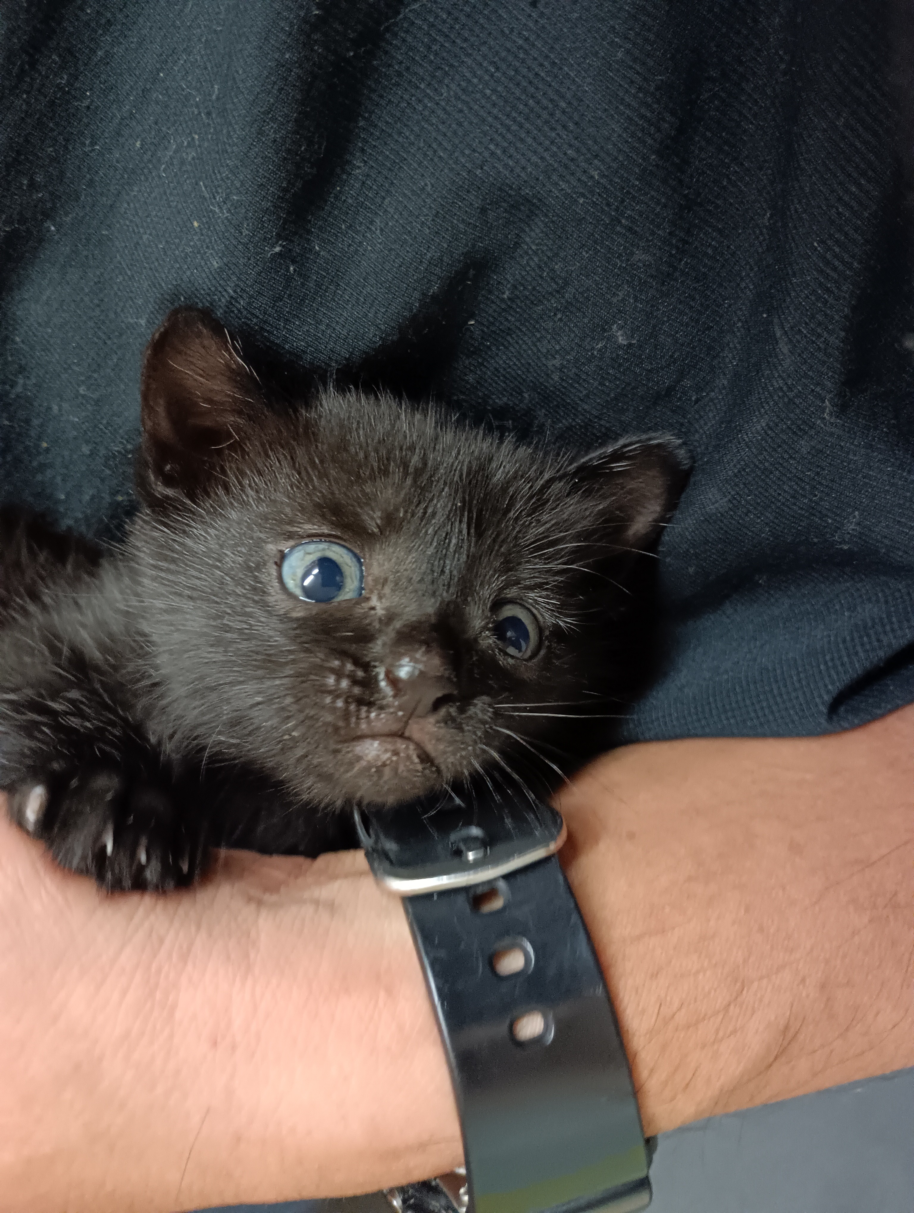 子猫飼いました。可愛い女の子です。名前を「オルガ」と名付けました。今日は角打ちバーウェンズデー。