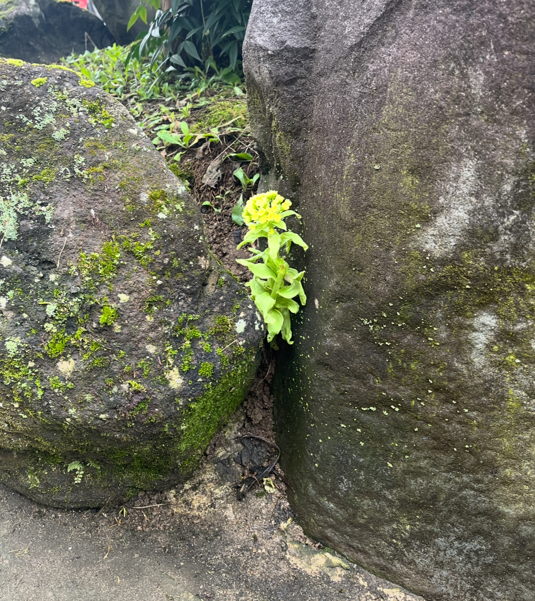 ふきのとうが成長してます