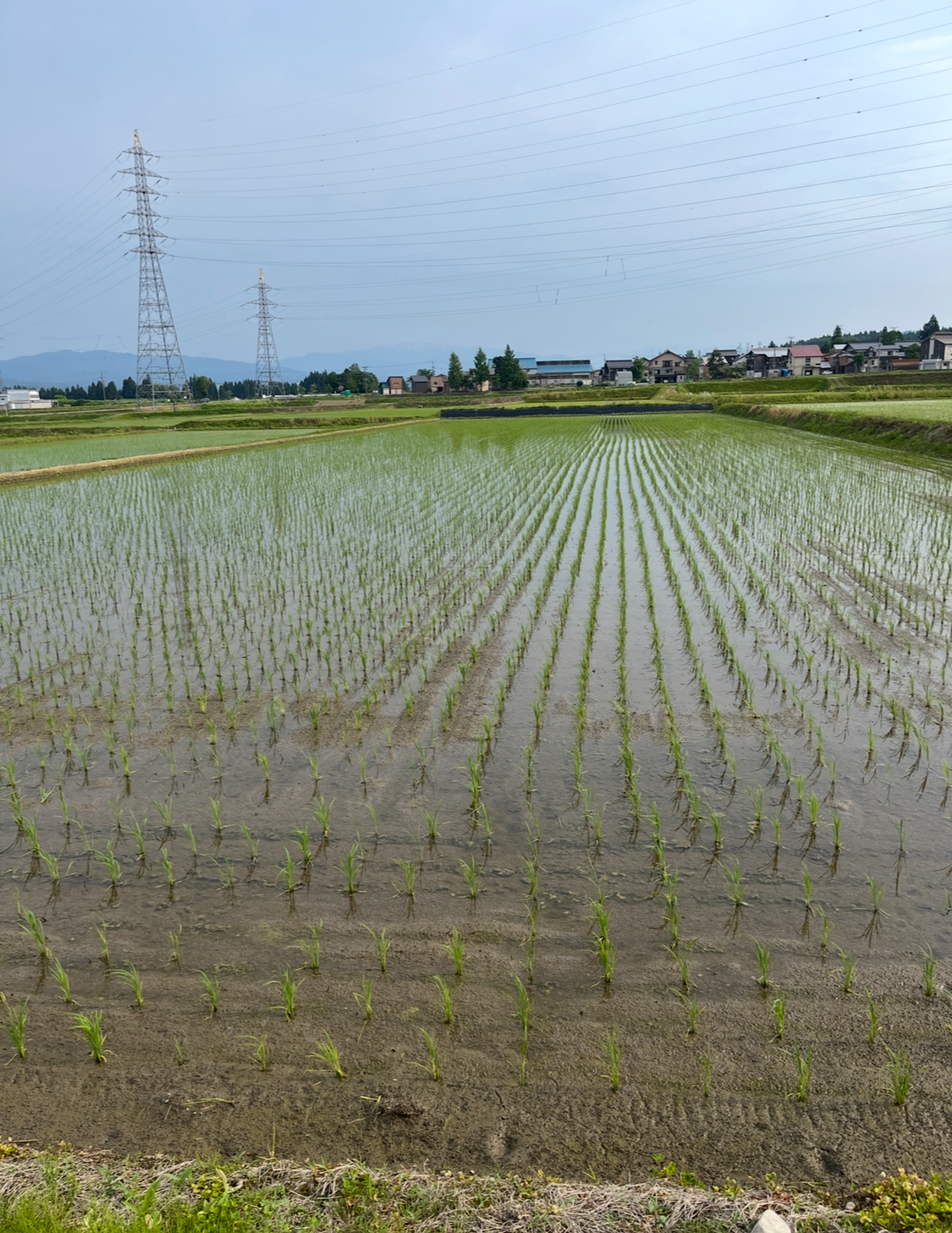 お米、順調に育っています🌾