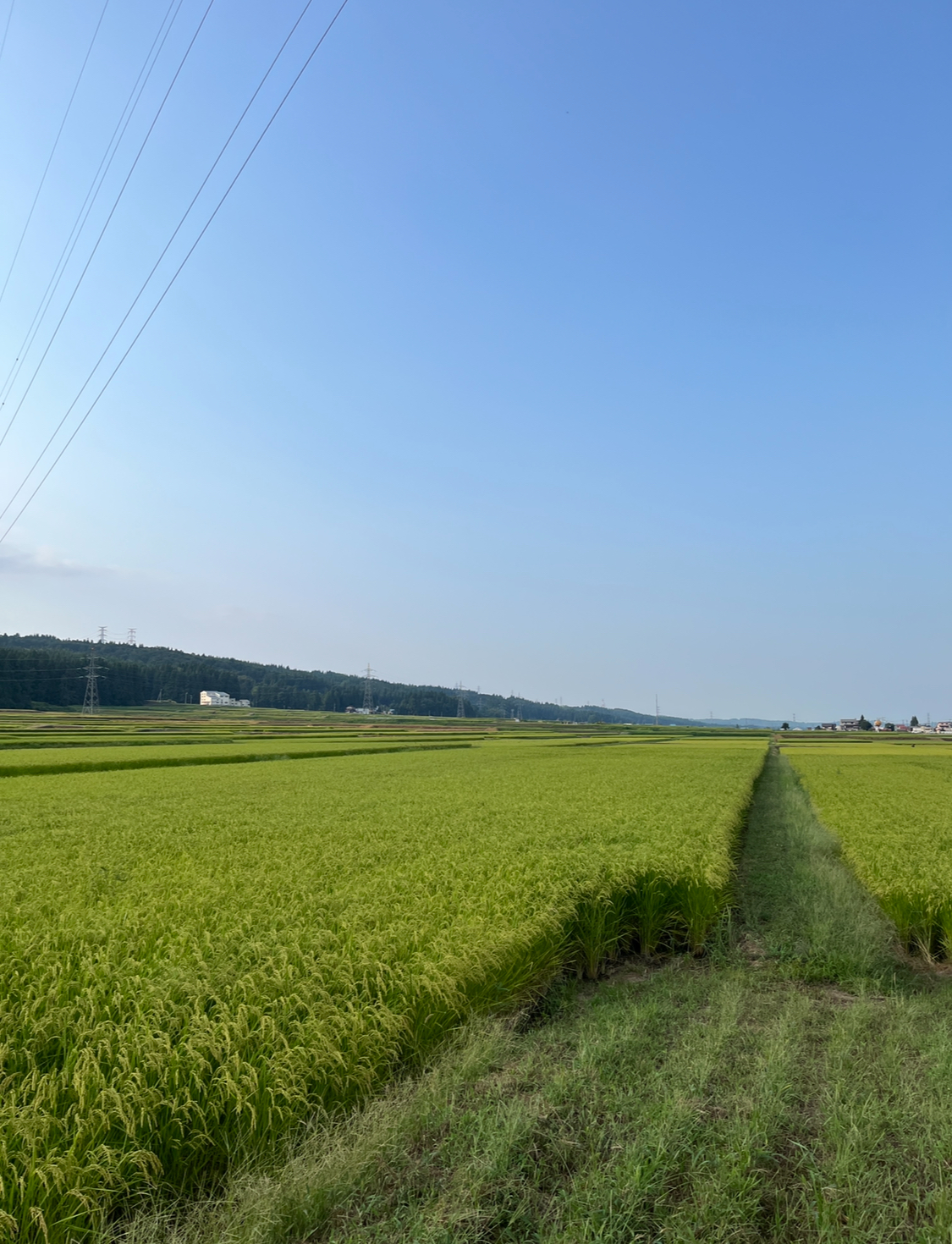 今日、明日は祭り
