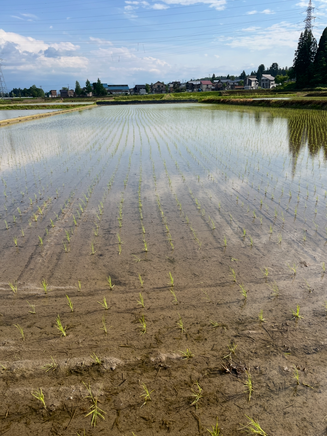 田植え後の水管理