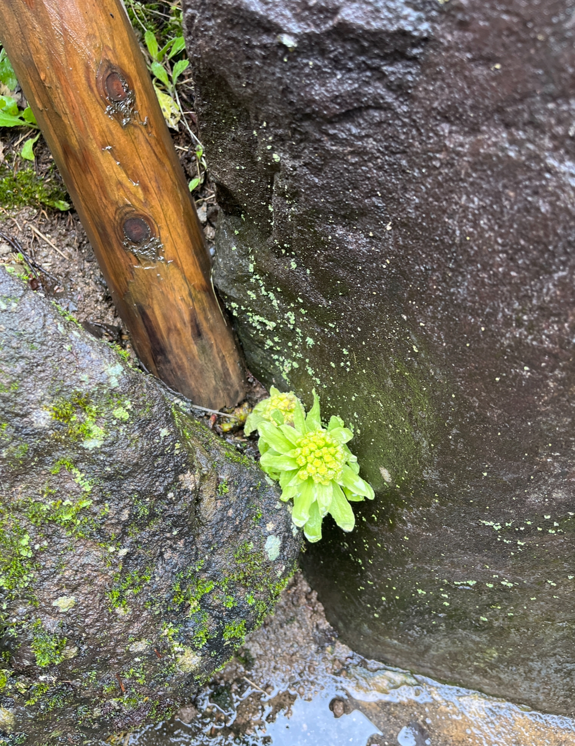 春が近づいています