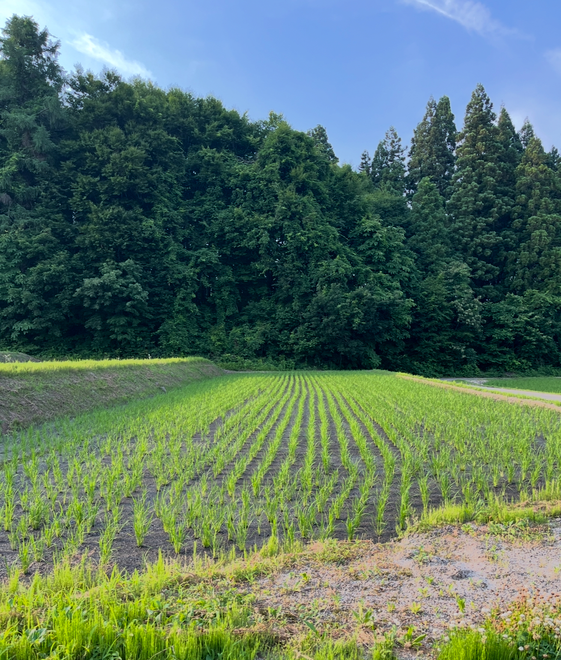 暑い日でした🌾