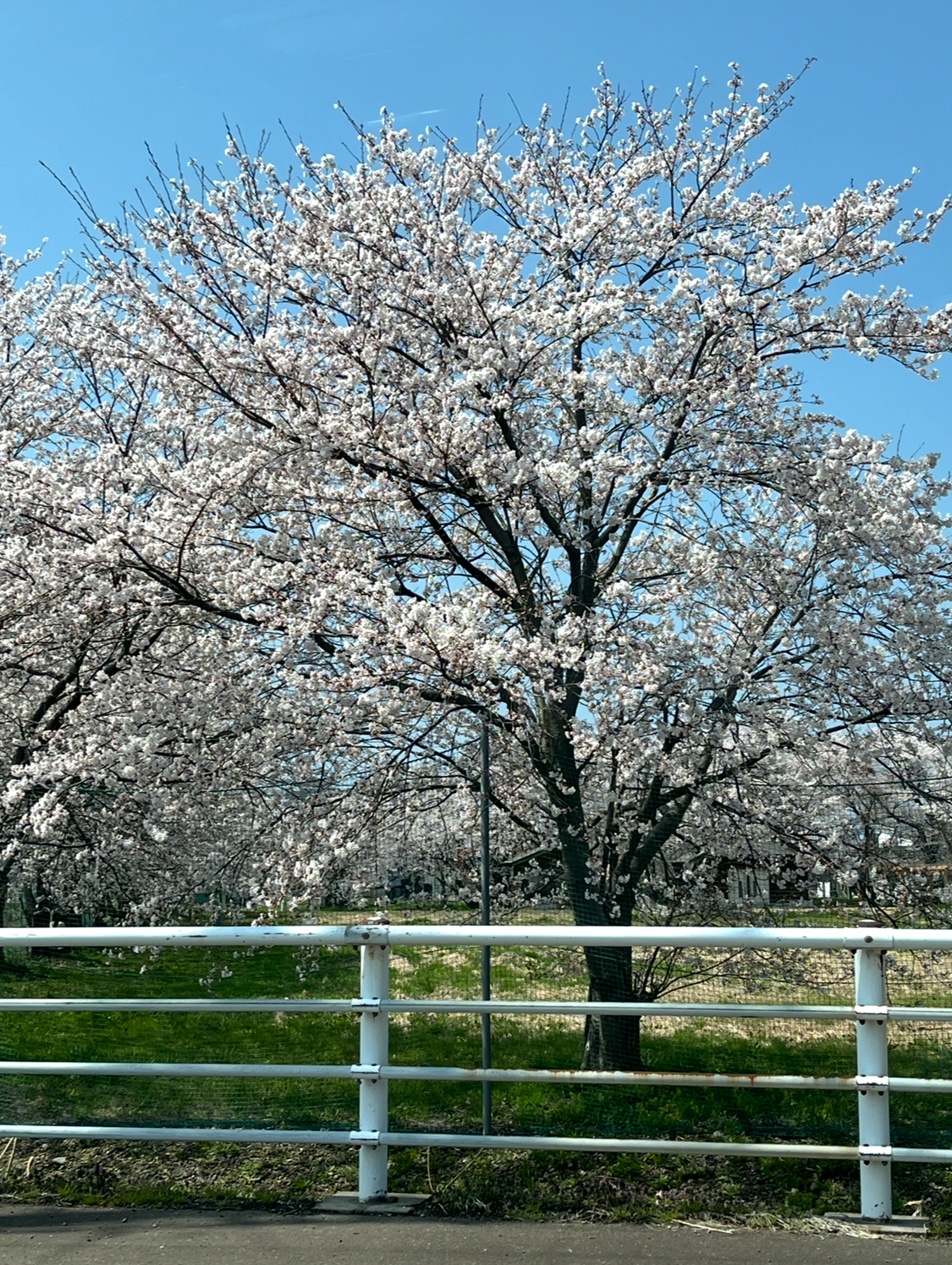 上越の桜はきれいでした